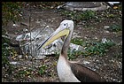 57ZOO_21102021.JPG