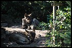 07_ZOOK_07012006.JPG