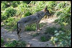 18_ZOOK_07012006.JPG