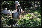 40_ZOOK_07012006.JPG