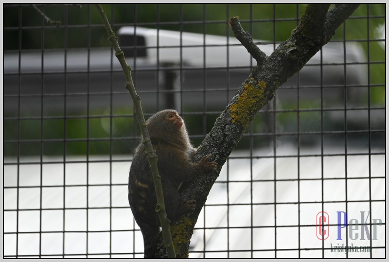 016_zoo_hl_20082021.JPG