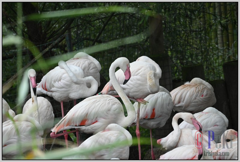 023_zoo_hl_20082021.JPG