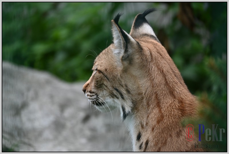 024_zoo_hl_20082021.JPG