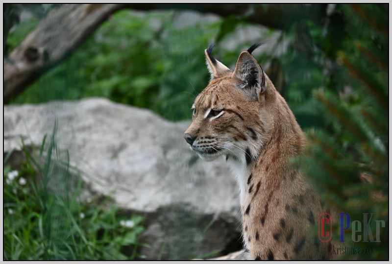 026_zoo_hl_20082021.JPG