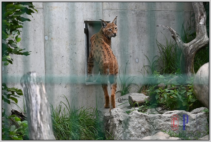 033_zoo_hl_20082021.JPG