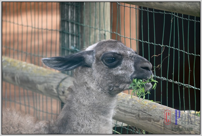 036_zoo_hl_20082021.JPG