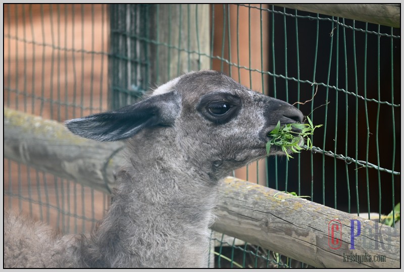 037_zoo_hl_20082021.JPG