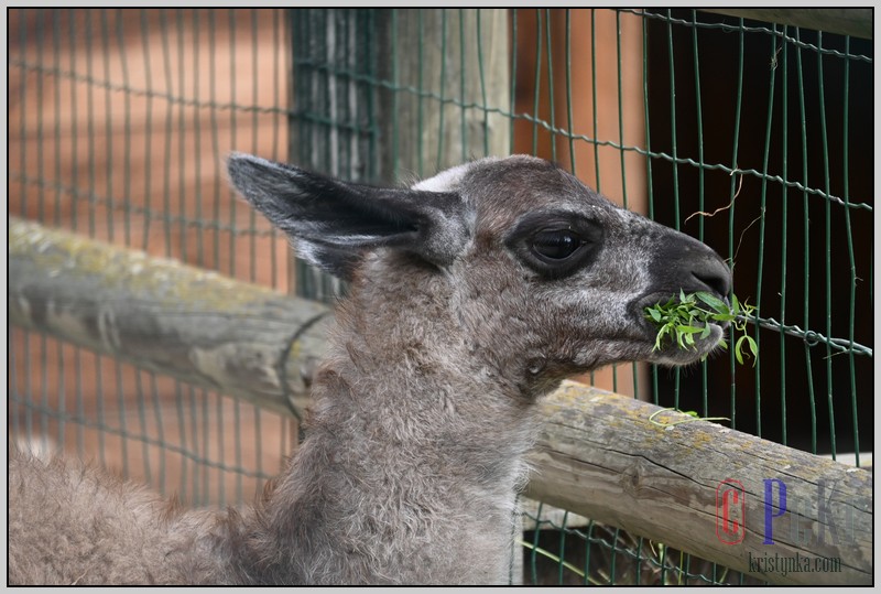 038_zoo_hl_20082021.JPG