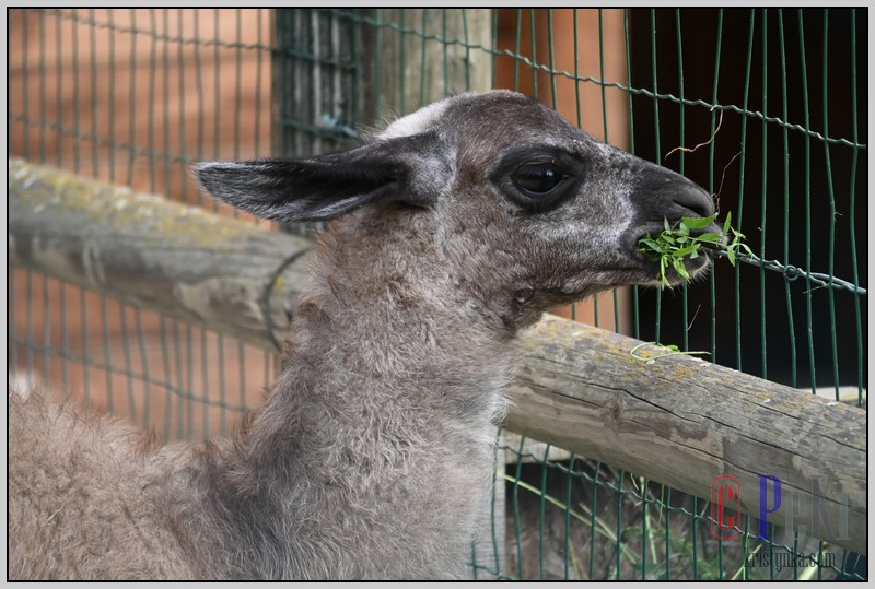 039_zoo_hl_20082021.JPG