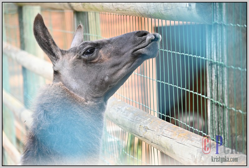 040_zoo_hl_20082021.JPG