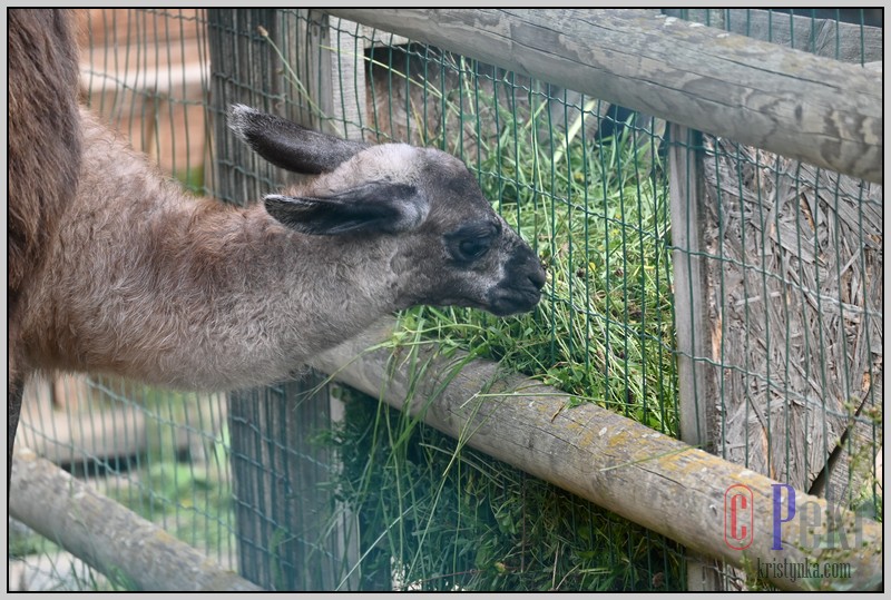 041_zoo_hl_20082021.JPG