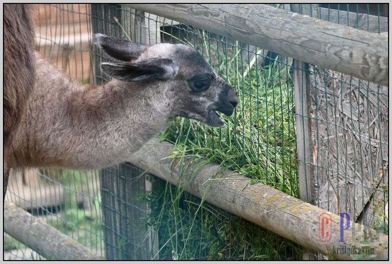 042_zoo_hl_20082021.JPG