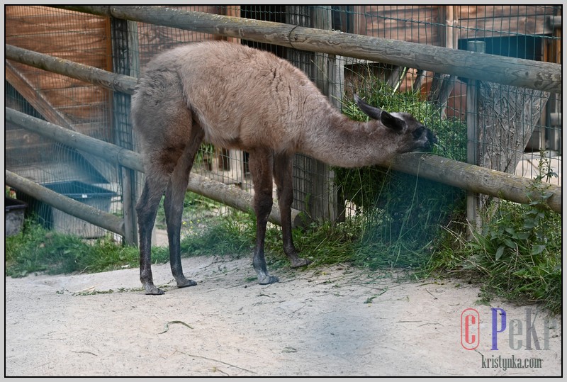 043_zoo_hl_20082021.JPG