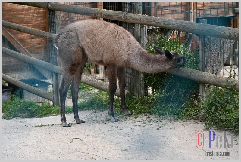 044_zoo_hl_20082021.JPG