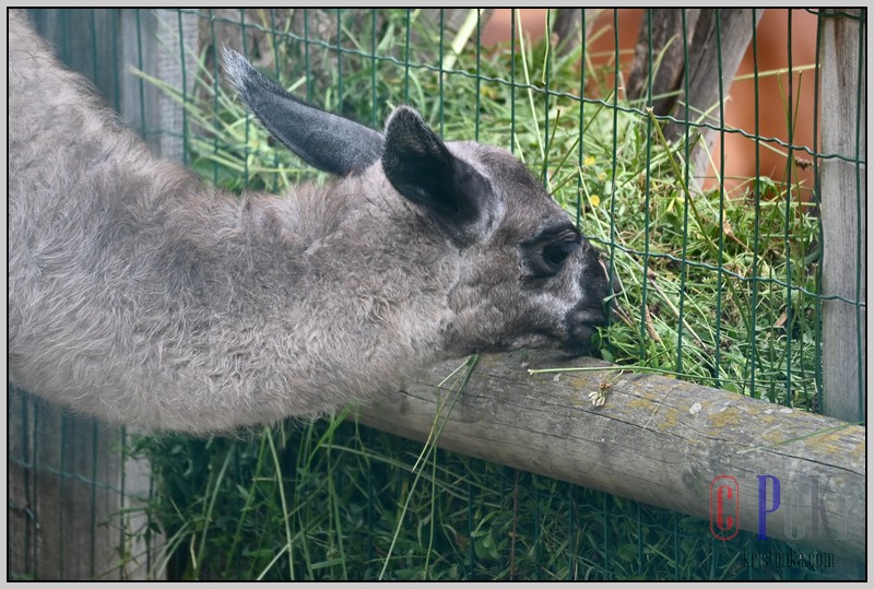 045_zoo_hl_20082021.JPG