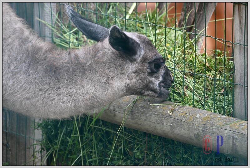 046_zoo_hl_20082021.JPG