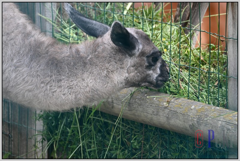 047_zoo_hl_20082021.JPG