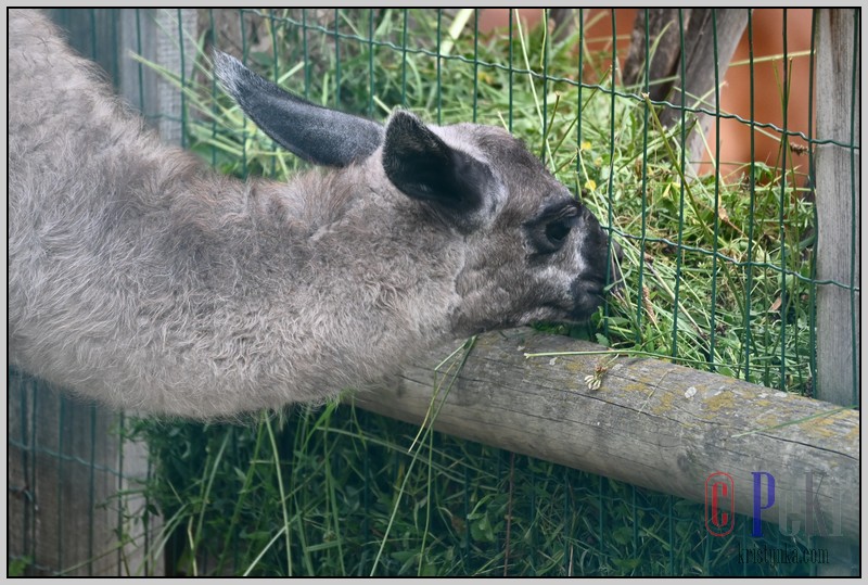 048_zoo_hl_20082021.JPG