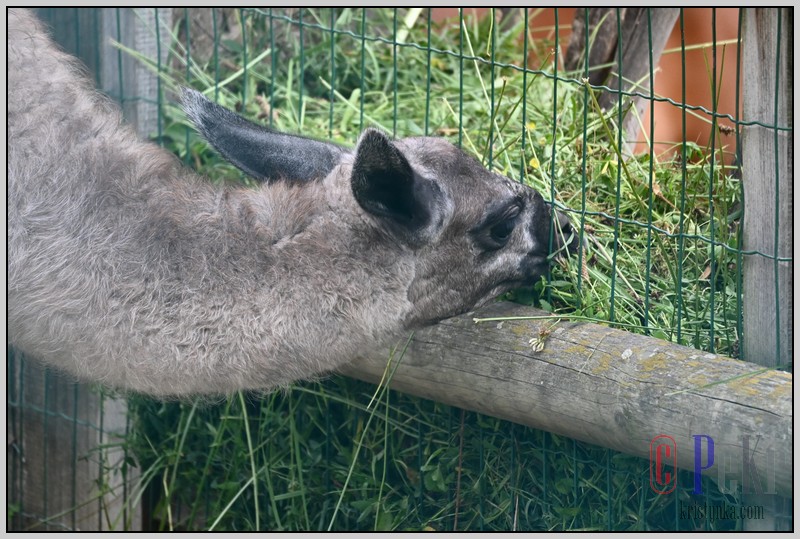 049_zoo_hl_20082021.JPG