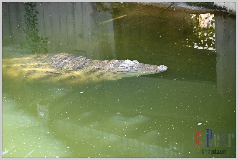 051_zoo_hl_20082021.JPG