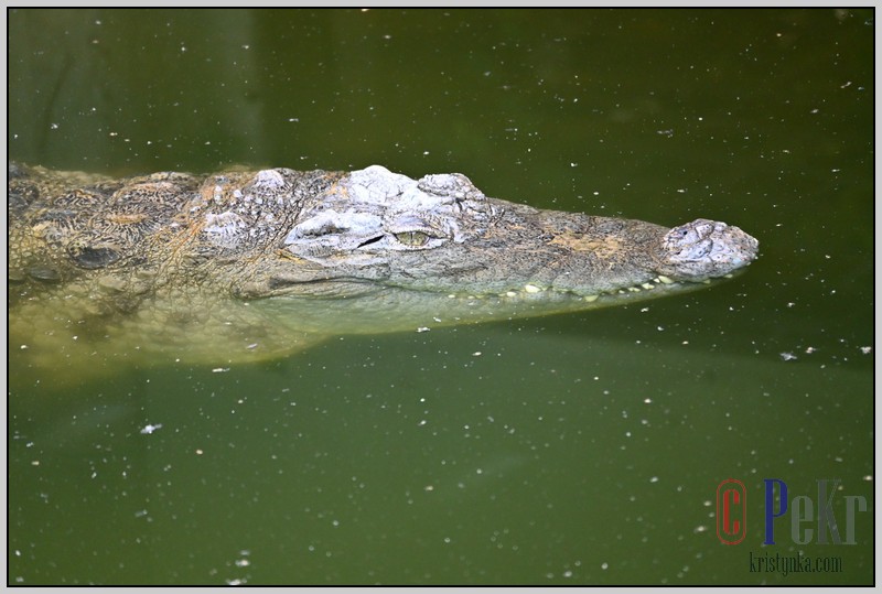 052_zoo_hl_20082021.JPG