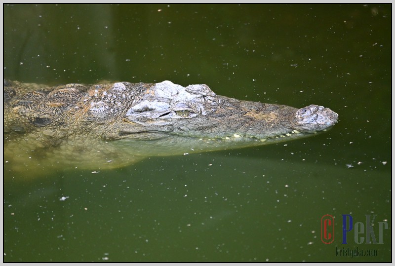 053_zoo_hl_20082021.JPG