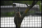 016_zoo_hl_20082021.JPG