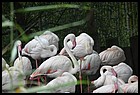 023_zoo_hl_20082021.JPG