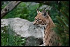 026_zoo_hl_20082021.JPG