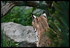 029_zoo_hl_20082021.JPG