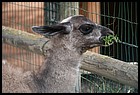 039_zoo_hl_20082021.JPG