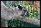 046_zoo_hl_20082021.JPG