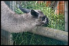 048_zoo_hl_20082021.JPG