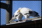 11_zoo_01012022.JPG