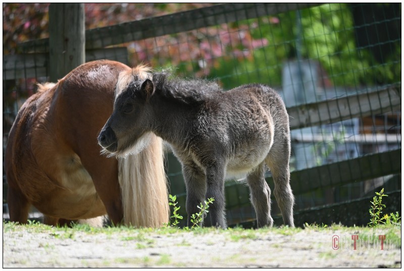 36_ZOO_13052022.JPG